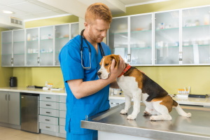 Strutture veterinarie (studio veterinario, ambulatorio veterinario, clinica veterinaria - casa di cura veterinaria, ospedale veterinario e laboratorio veterinario di analisi)